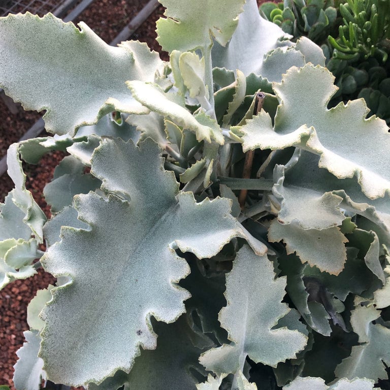 Kalanchoe beharensis