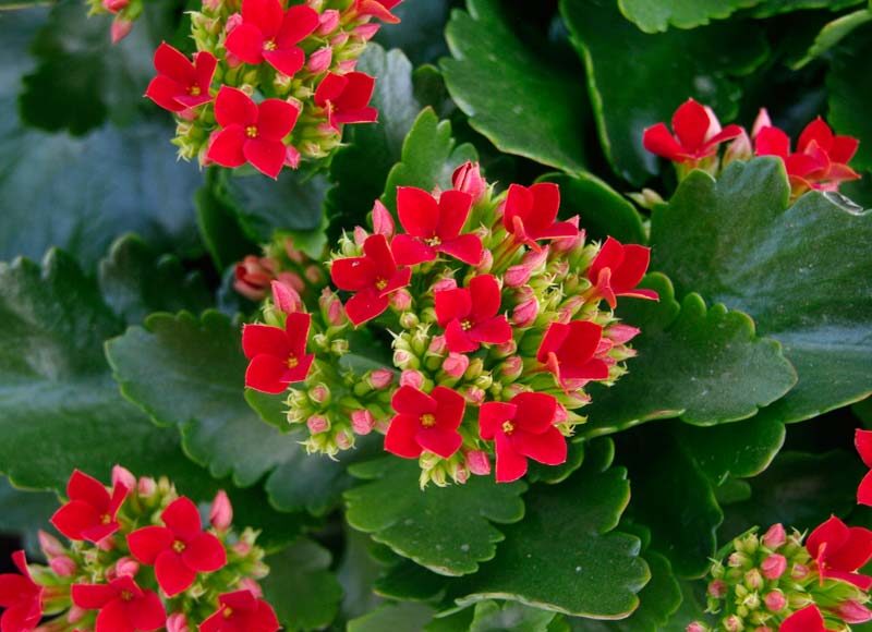 Kalanchoe blossfeldiana