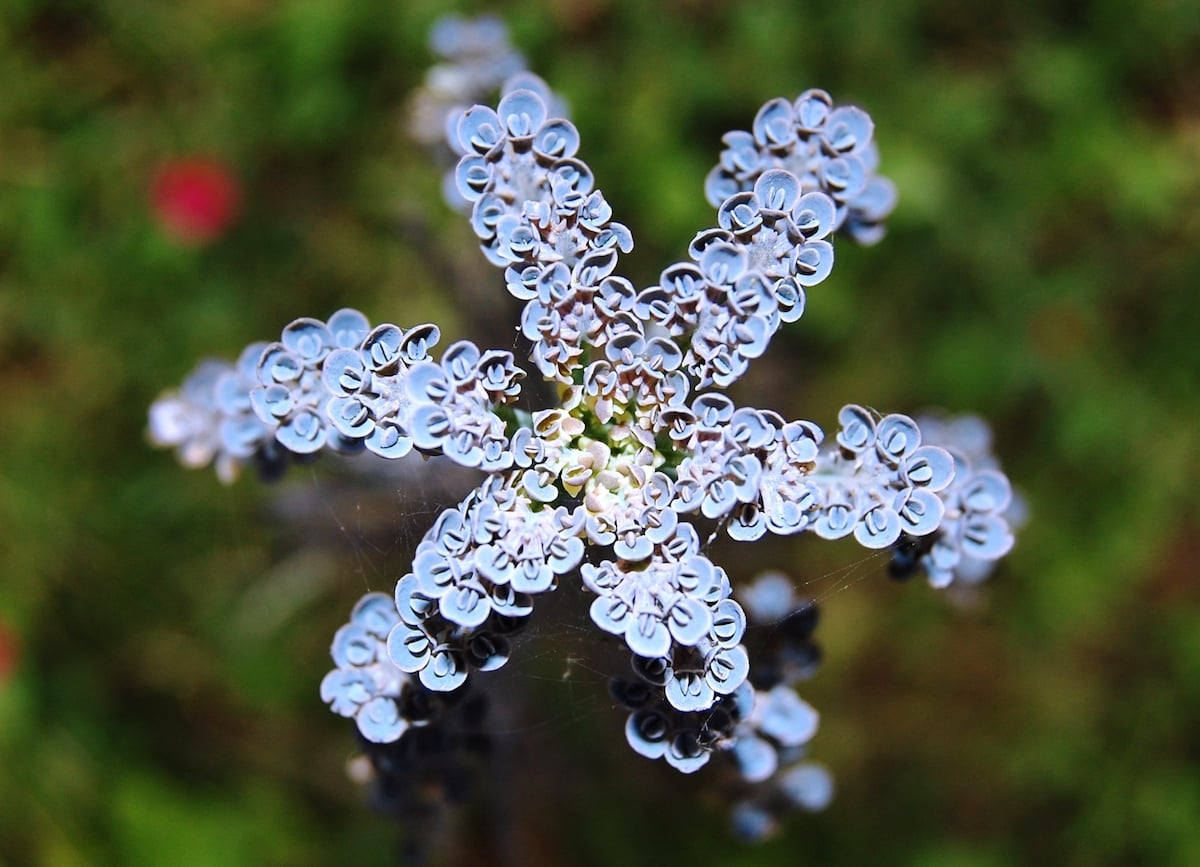 Kalanchoe tubiflora