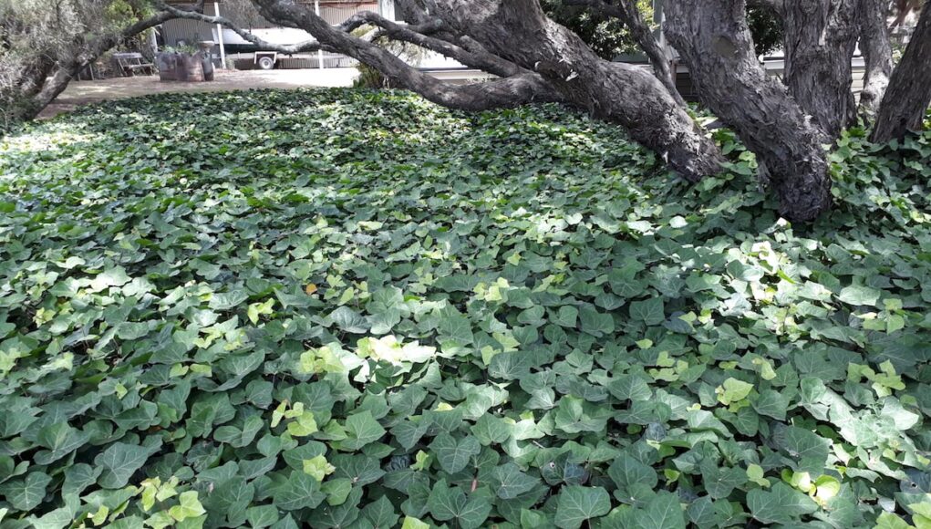 Hedera canariensis