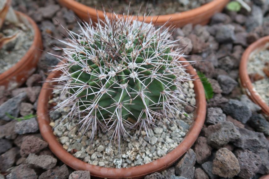 Acanthocalycium klimpelianum