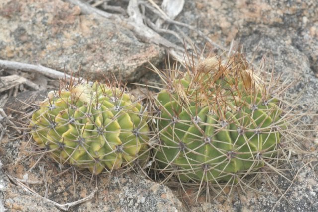 Acanthocalycium spiniflorum