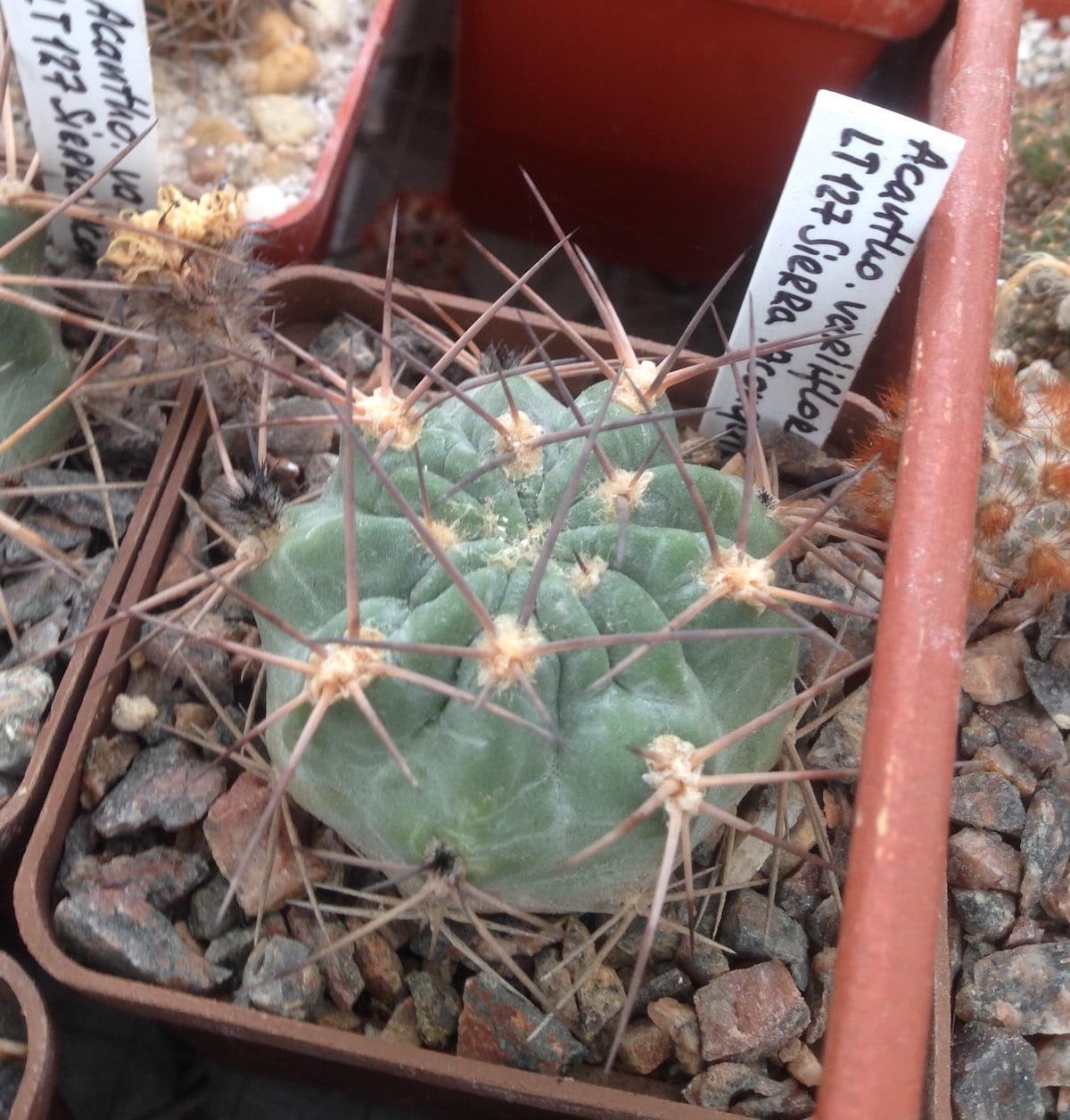 Acanthocalycium variiflorum