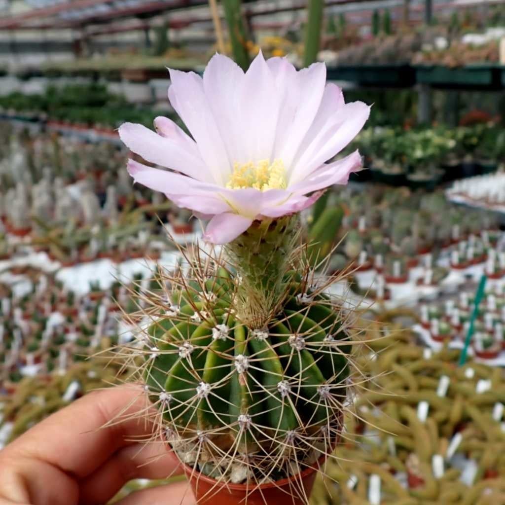 Acanthocalycium violaceum