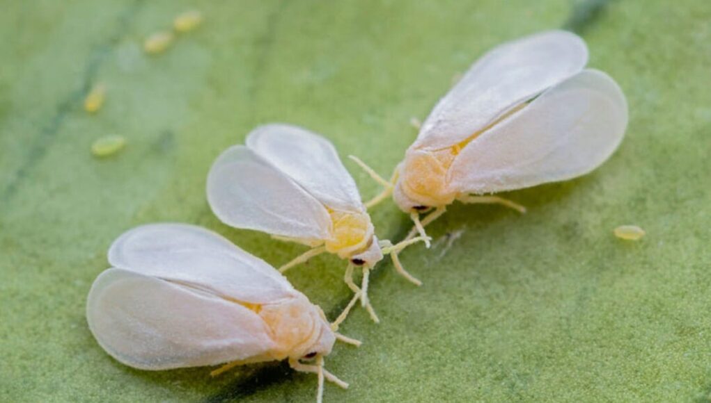 Aleyrodinea