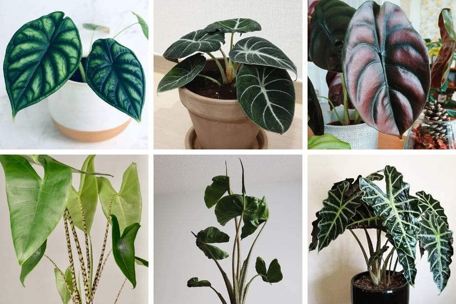Alocasia