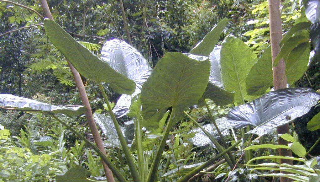 Alocasia