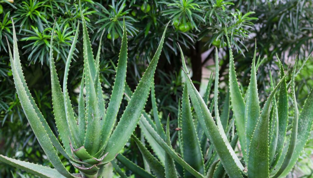 Aloe arborescens