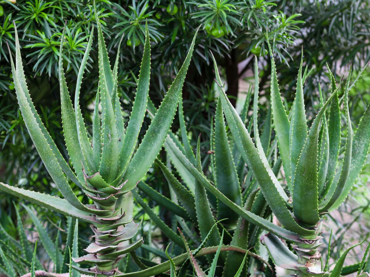 Aloe arborescens