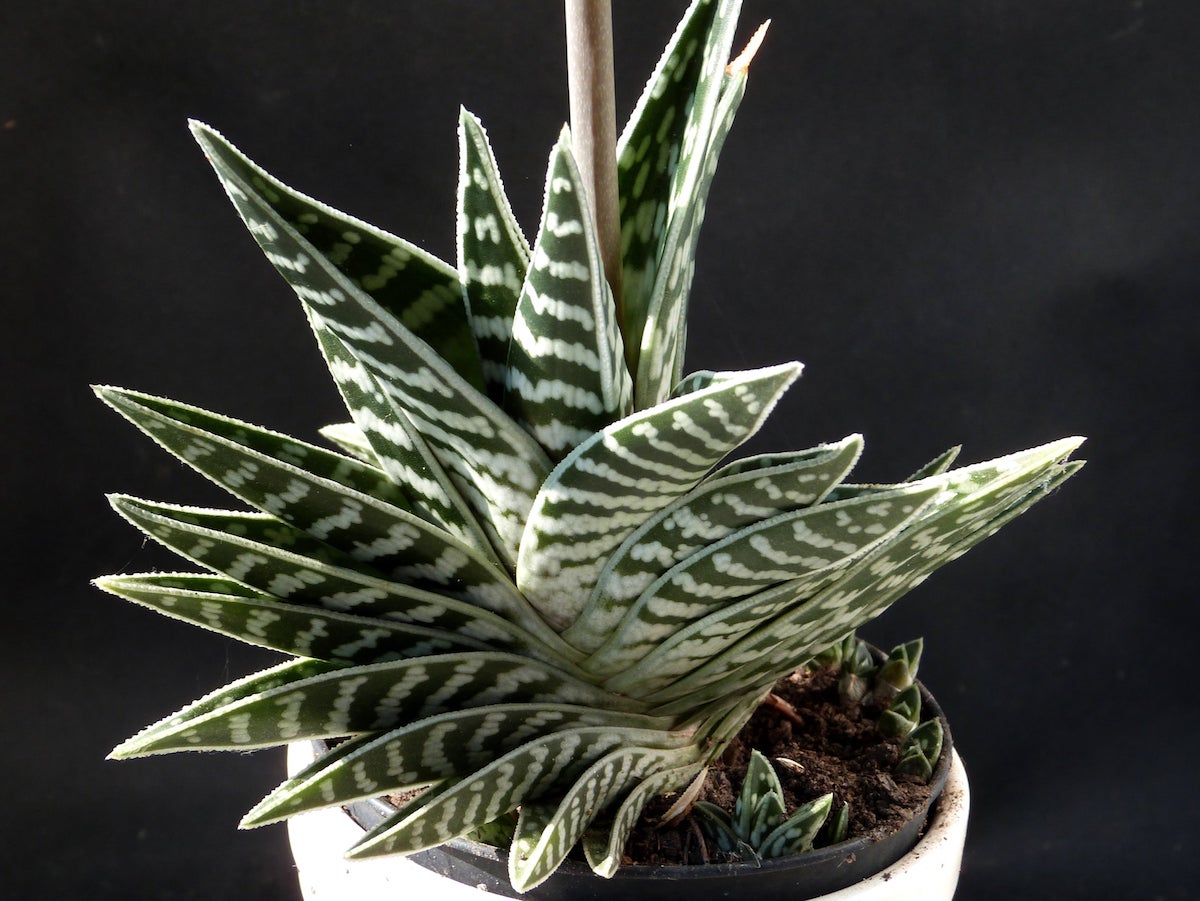 Aloe variegata