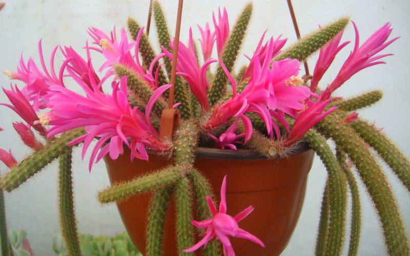 Aporocactus conzattii