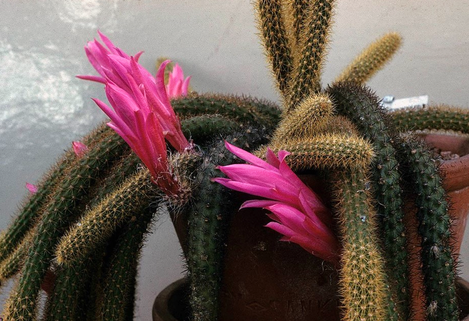 Aporocactus flagelliformis