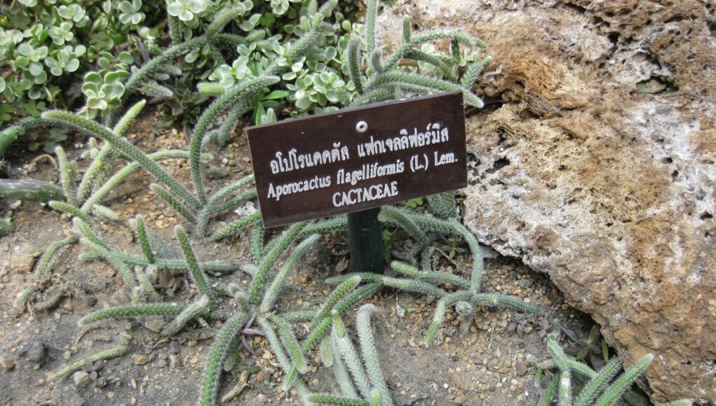 Aporocactus moennighoffii