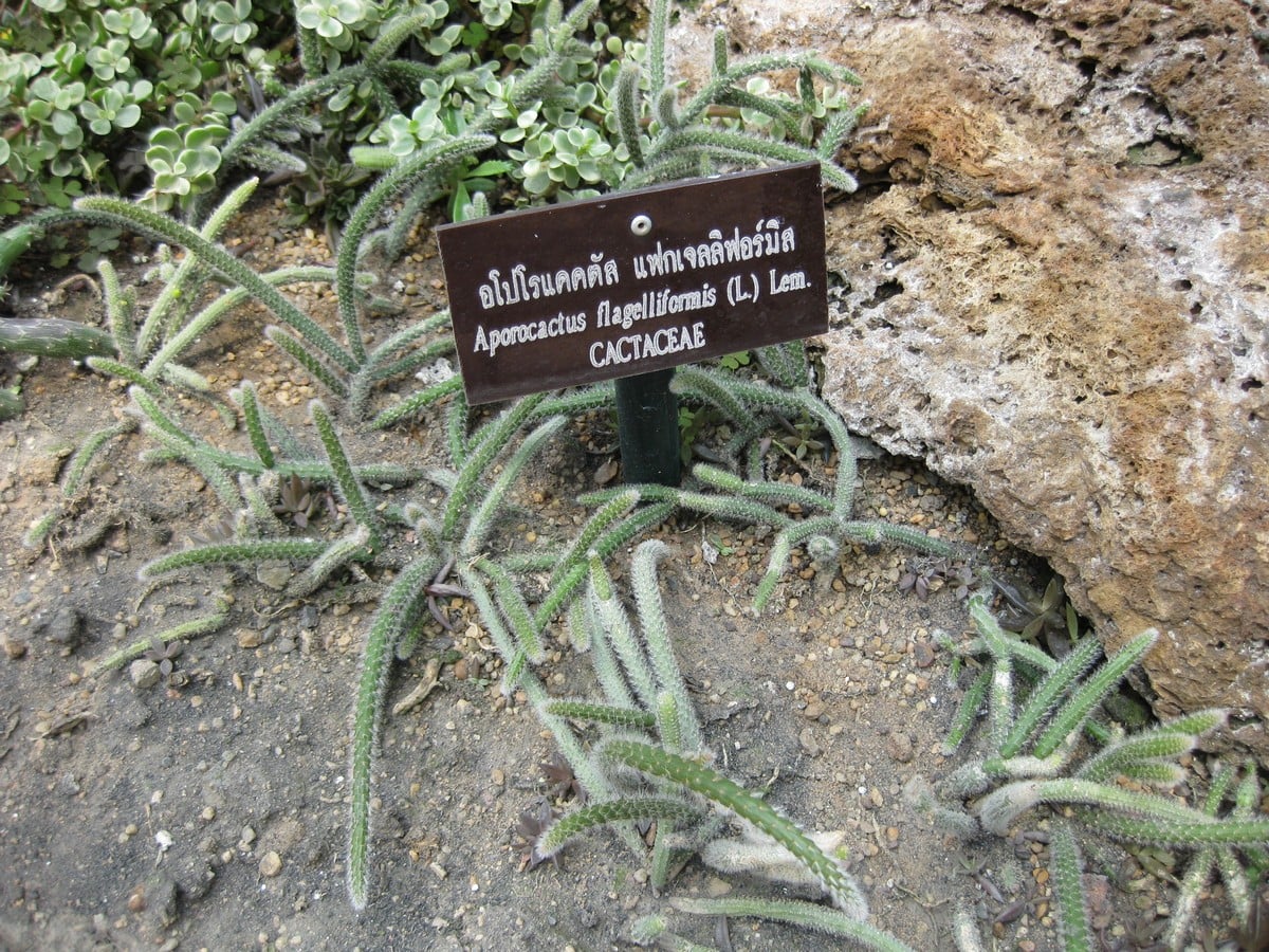 Aporocactus flagelliformis