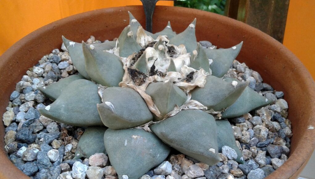 Ariocarpus furfuraceus