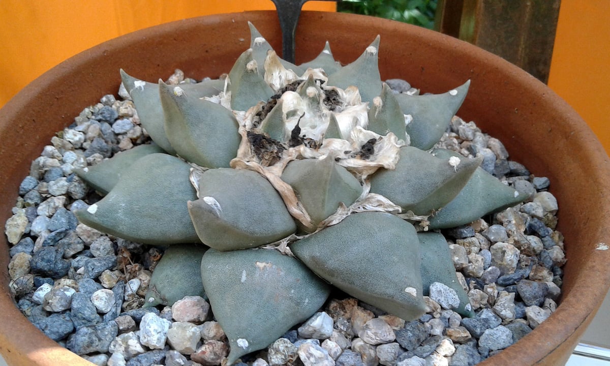 Ariocarpus furfuraceus