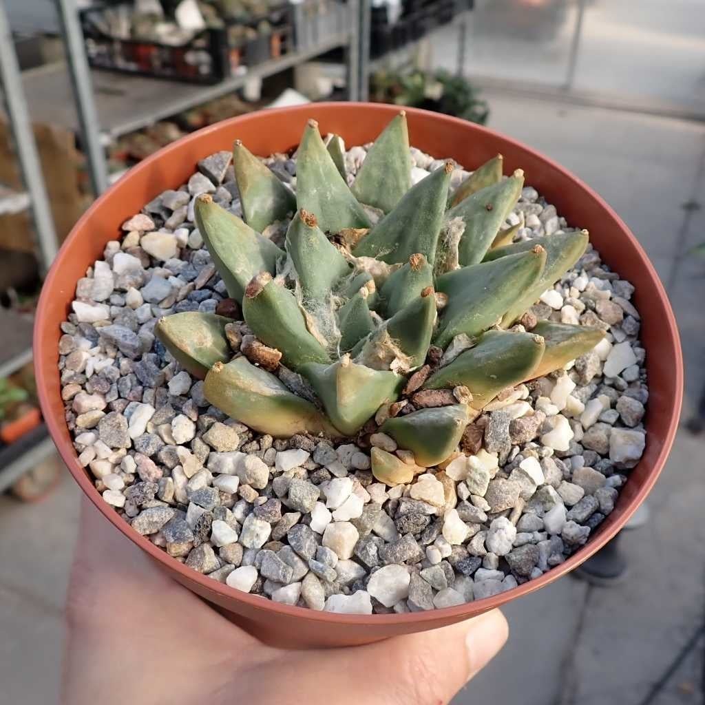Ariocarpus retusus