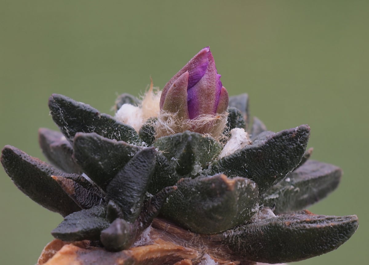 Ariocarpus scapharostrus
