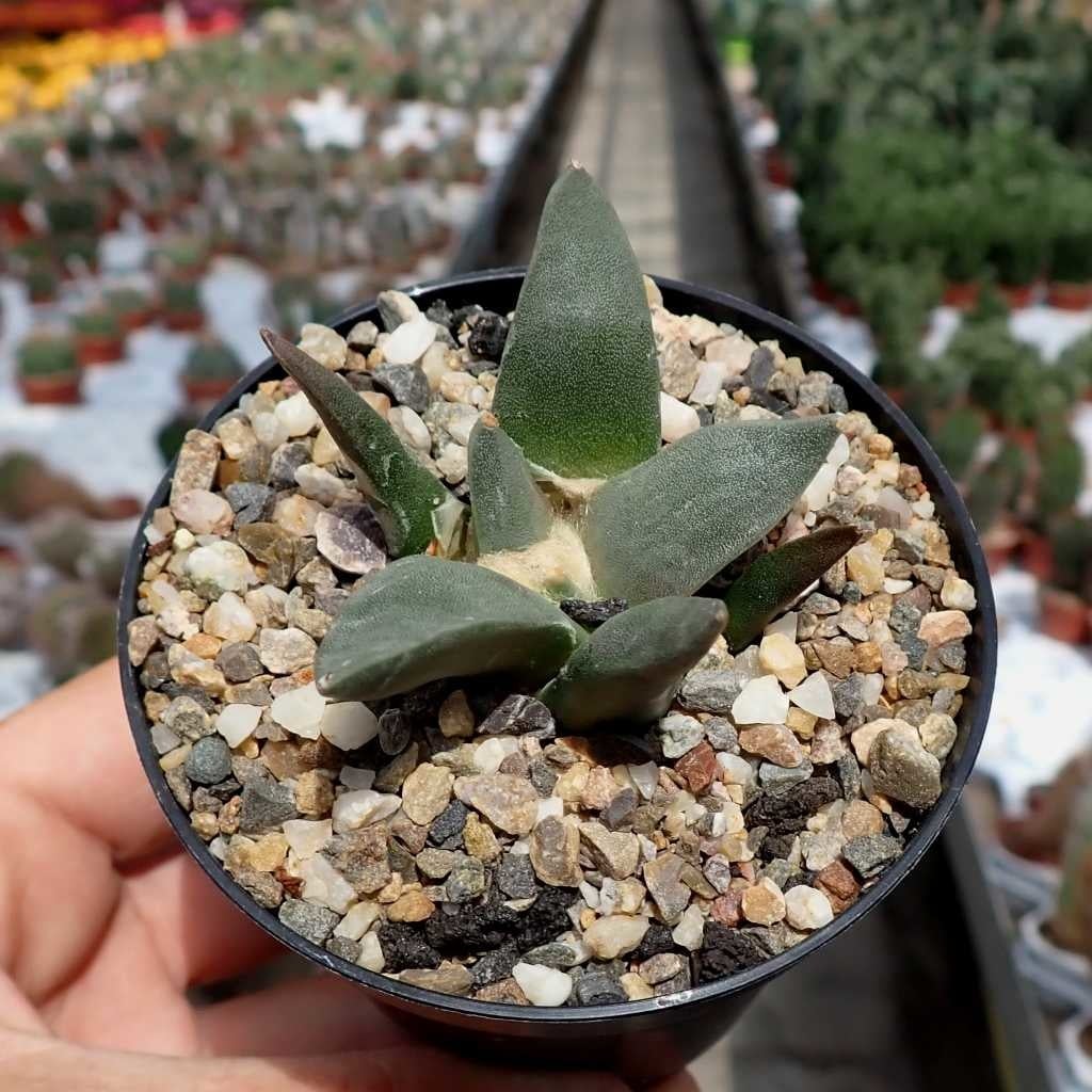 Ariocarpus trigonus