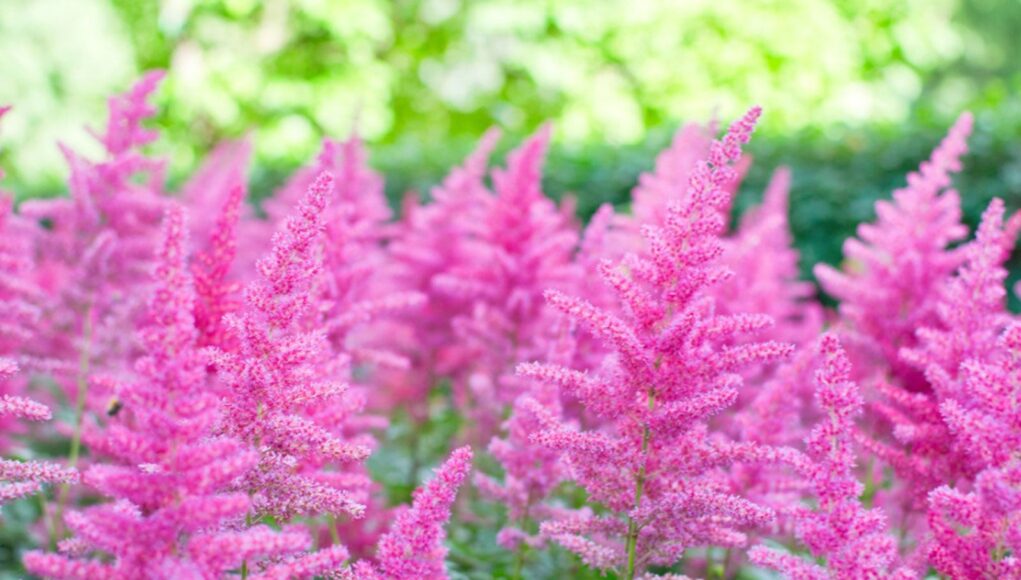 Astilbe