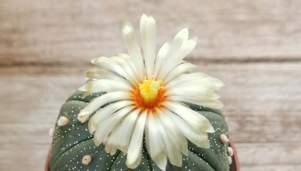 Astrophytum asterias