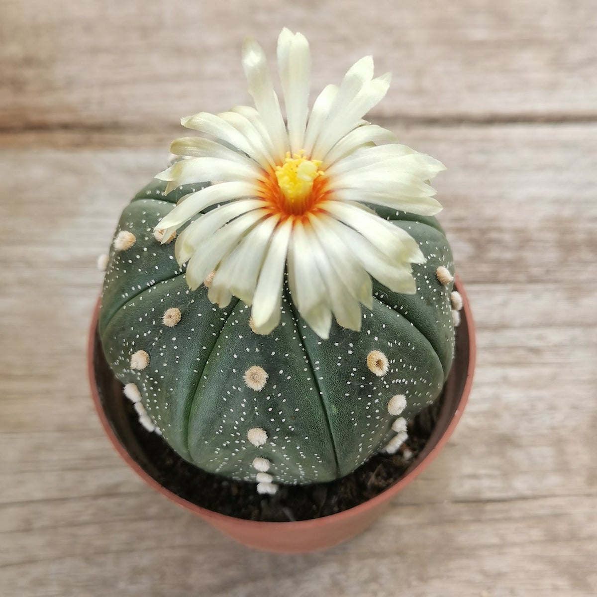 Astrophytum asterias
