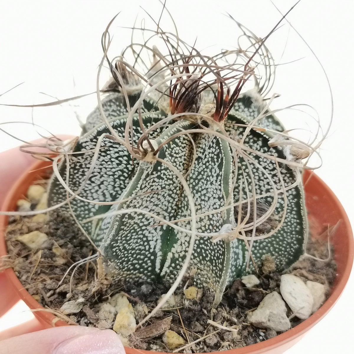 Astrophytum capricorne