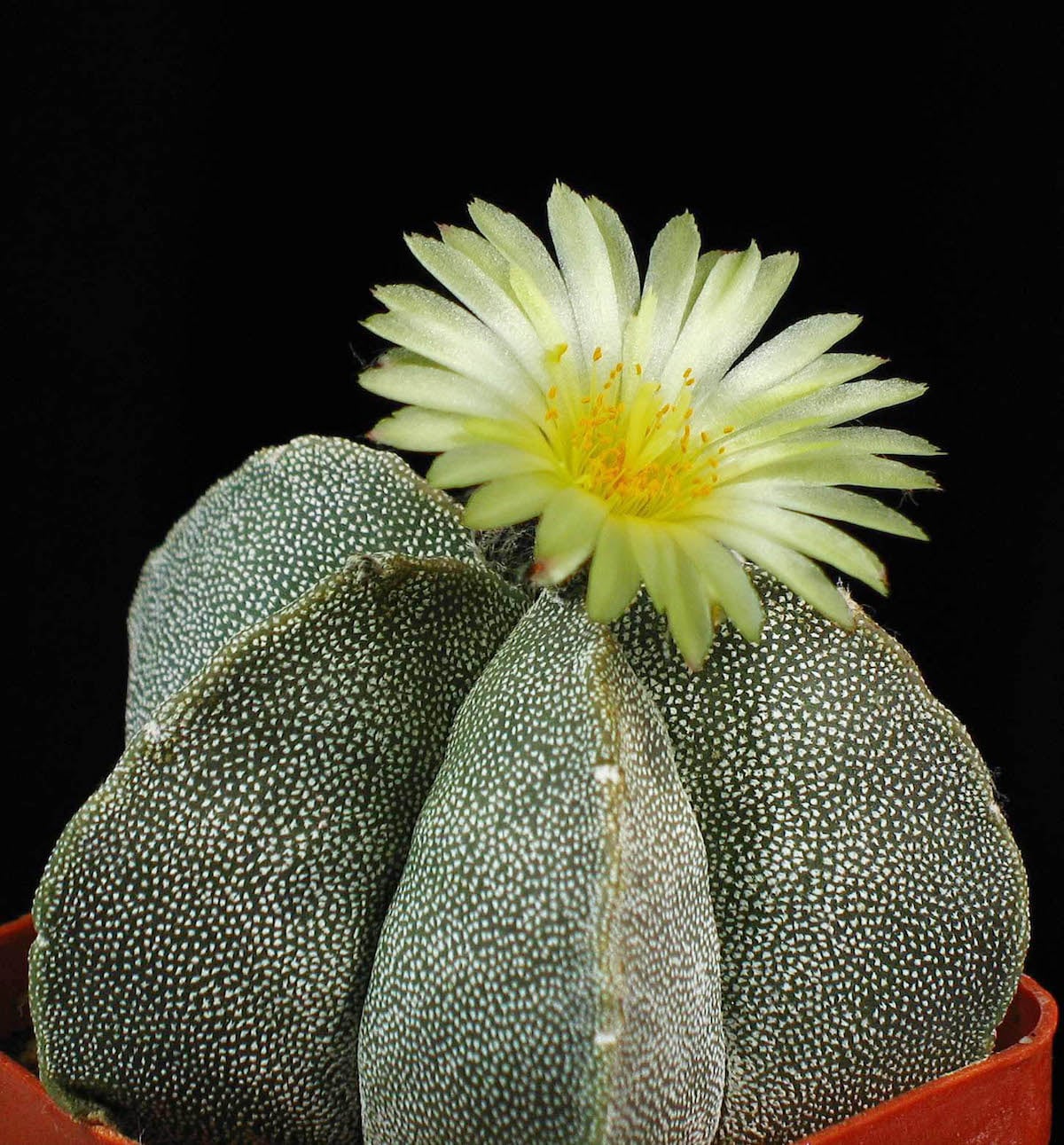 Astrophytum myriostigma