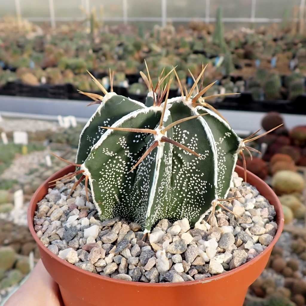 Astrophytum ornatum