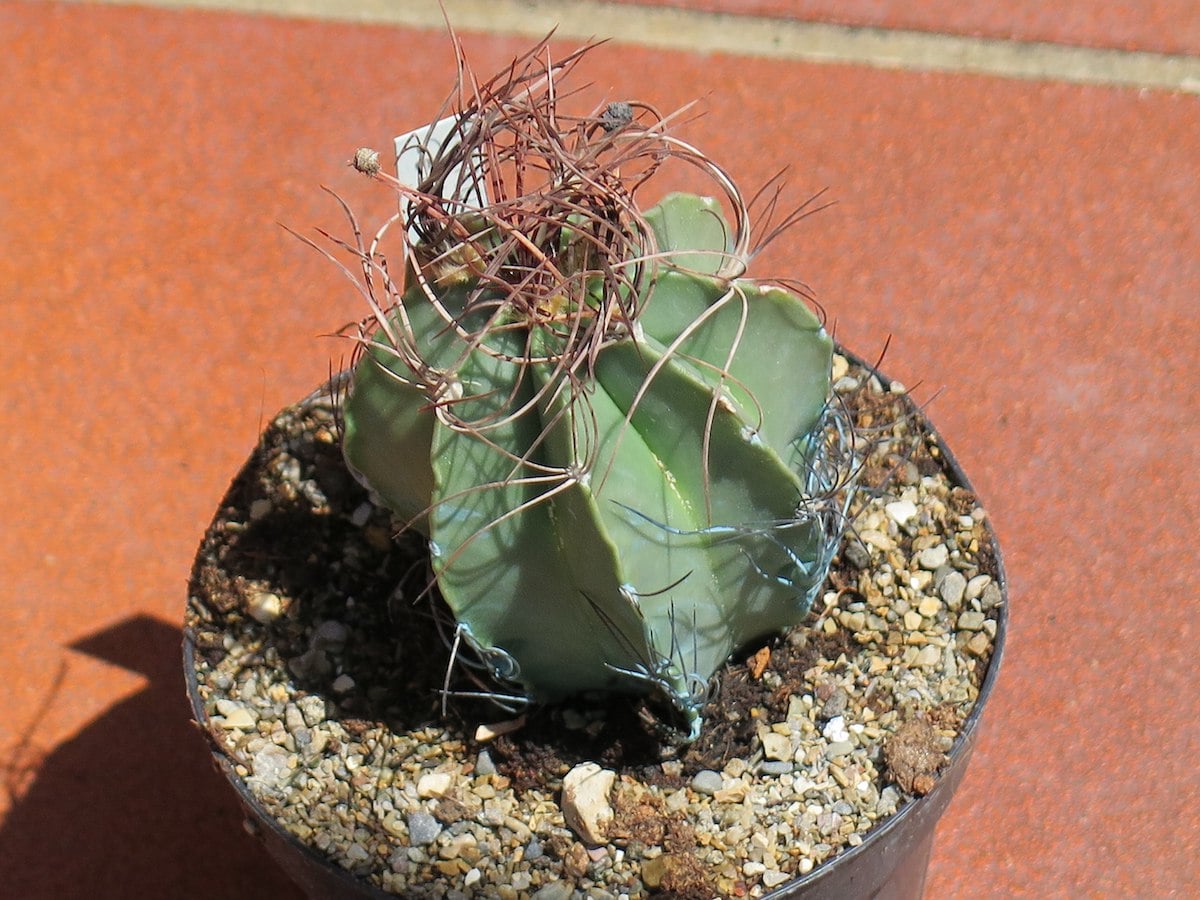 Astrophytum senile