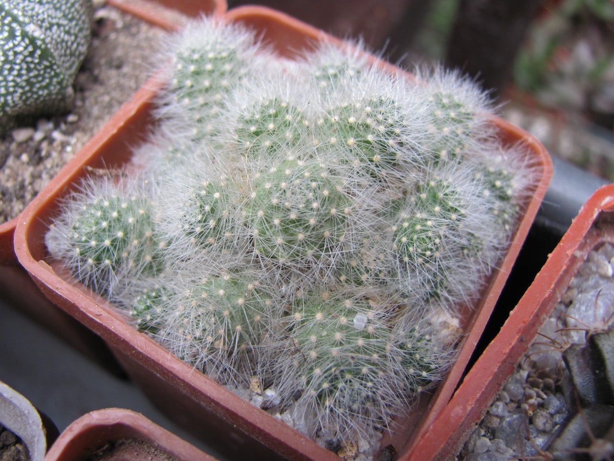 Aylostera albiflora