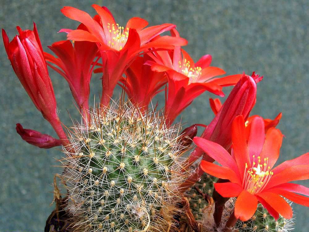 Aylostera deminuta