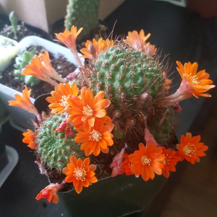 Aylostera fiebrigii