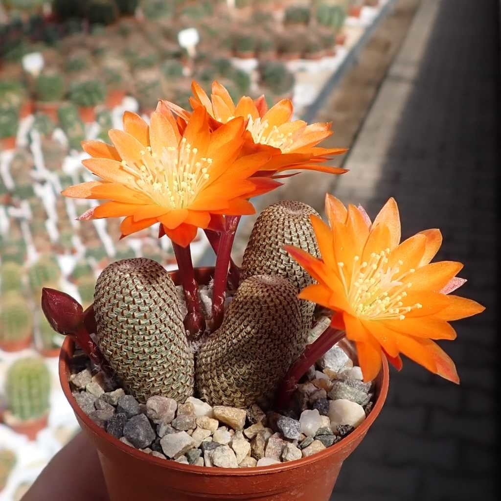 Aylostera heliosa