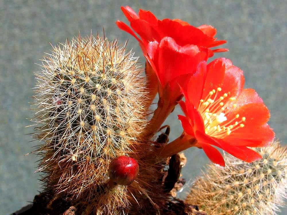 Aylostera kupperiana