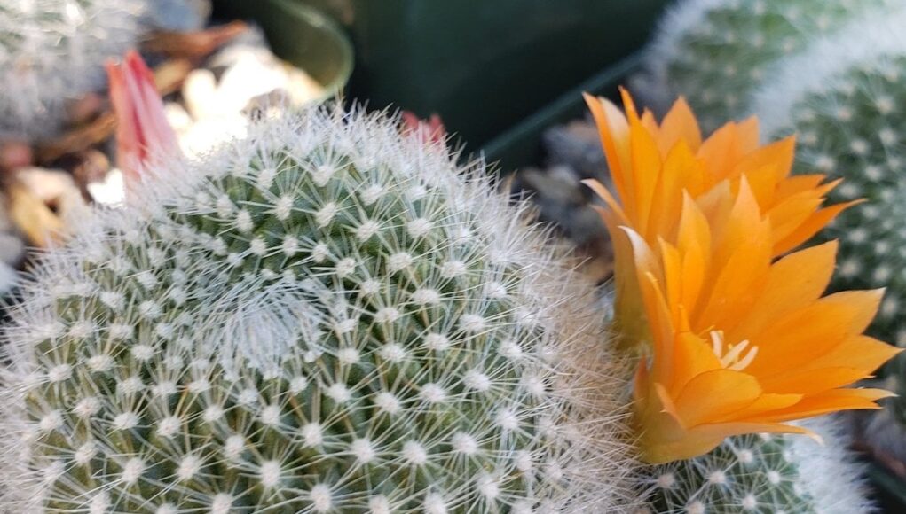 Aylostera muscula