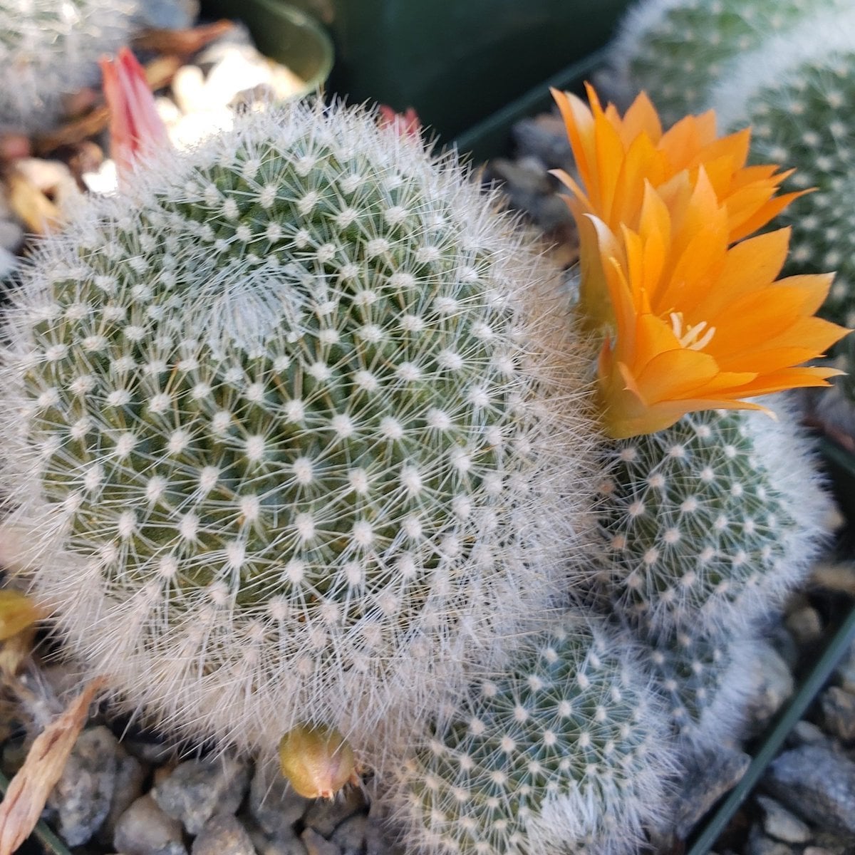 Aylostera muscula