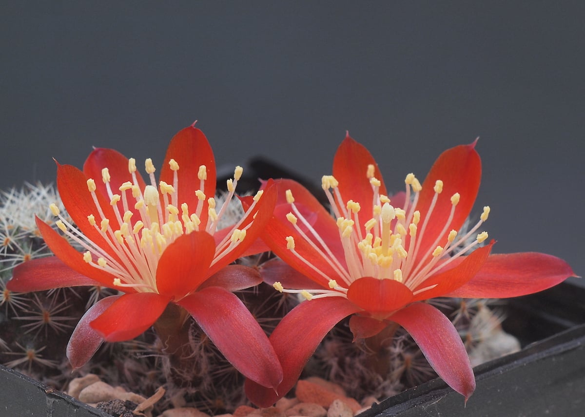 Aylostera pseudodeminuta