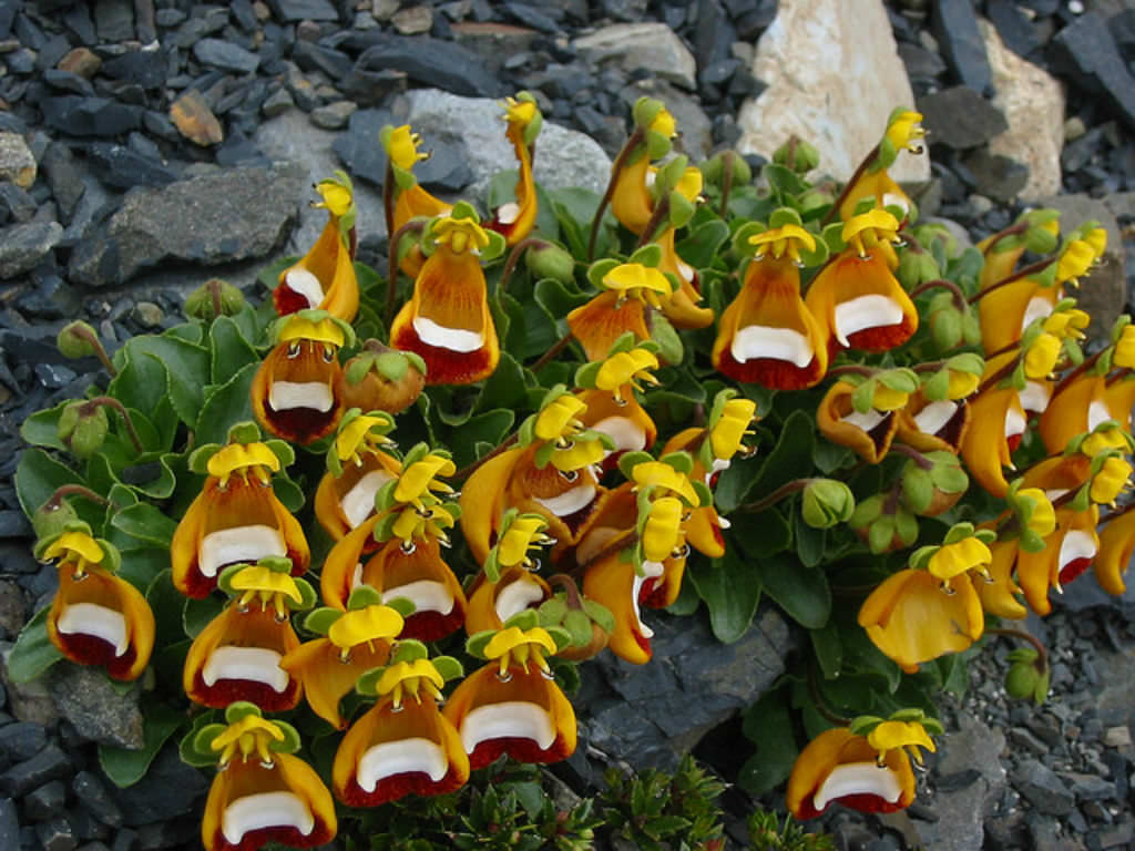 Calceolaria uniflora