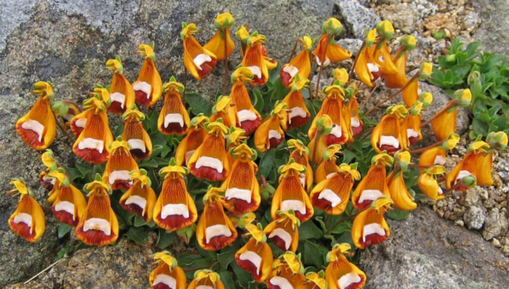 Calceolaria uniflora
