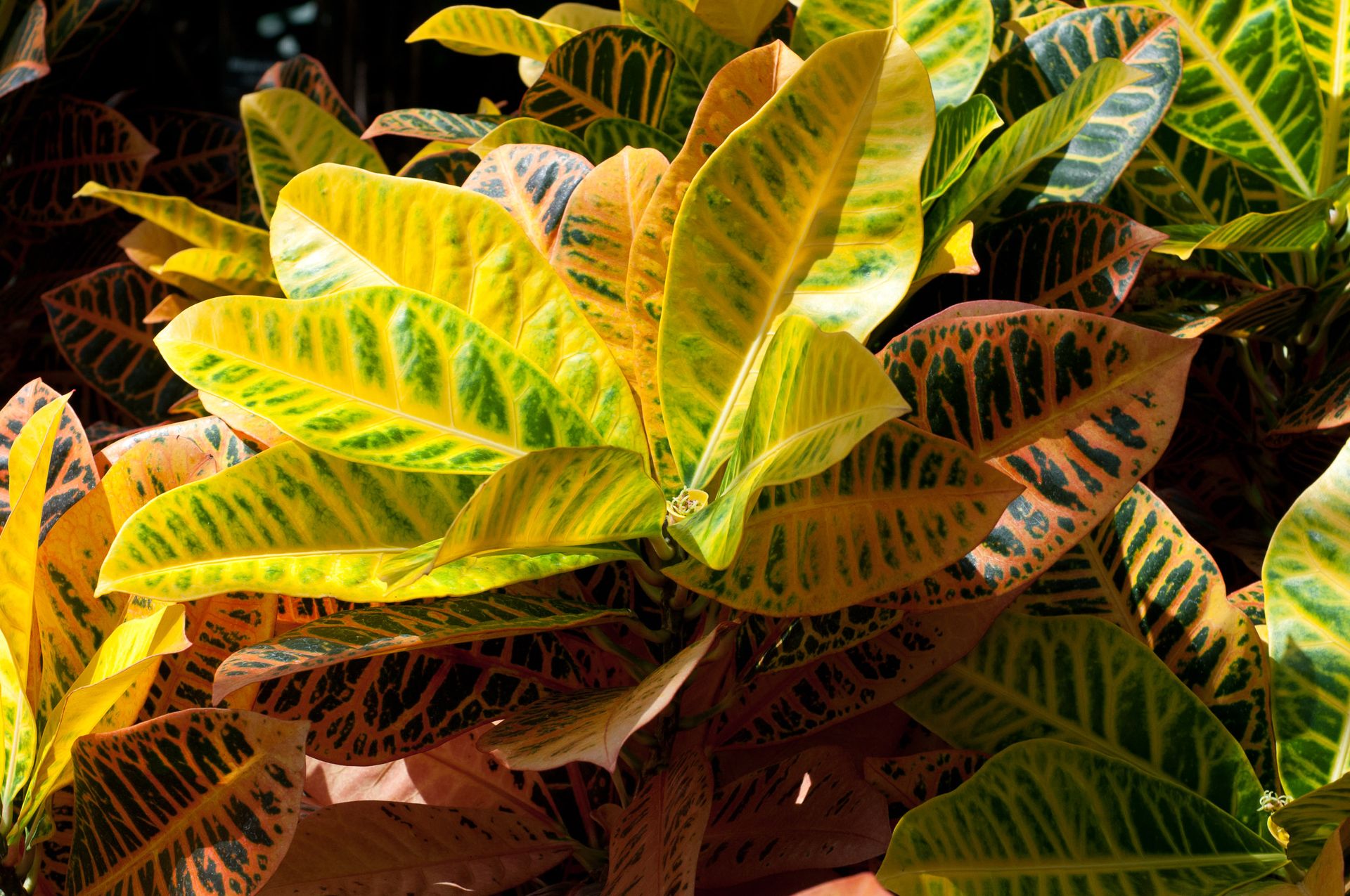 Codiaeum variegatum