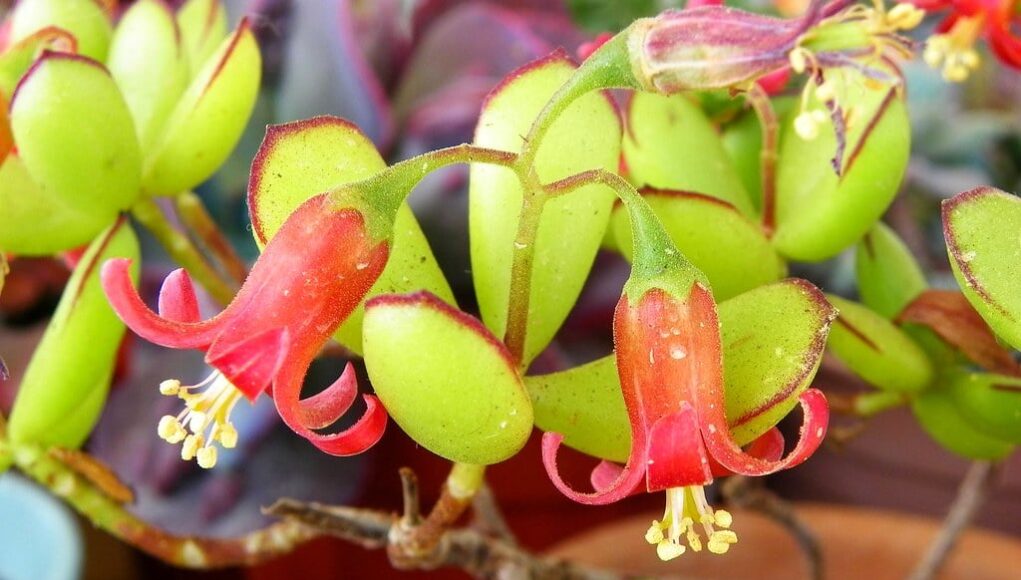 Cotyledon elisae