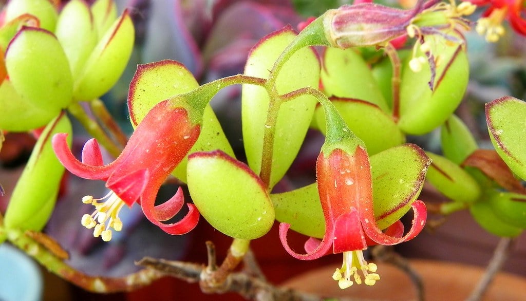 Cotyledon elisae