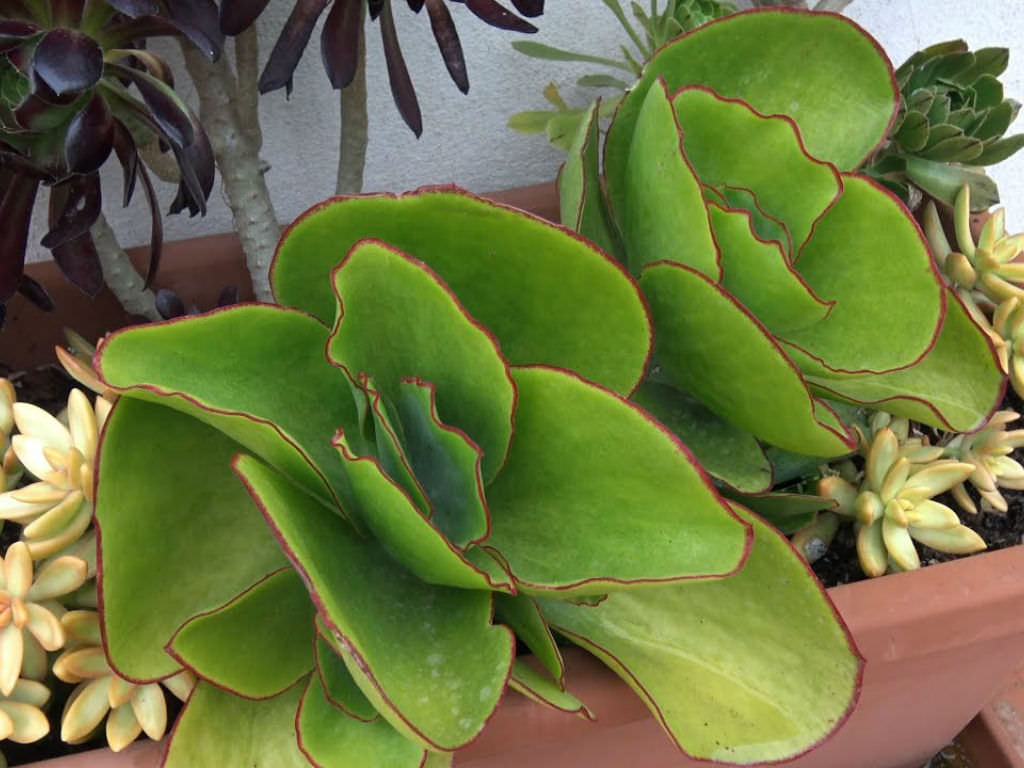 Cotyledon macrantha