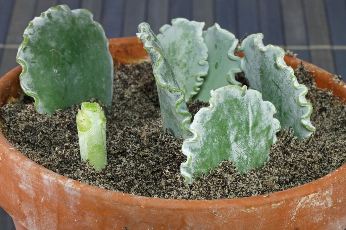 Cotyledon undulata