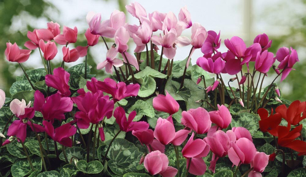 Cyclamen