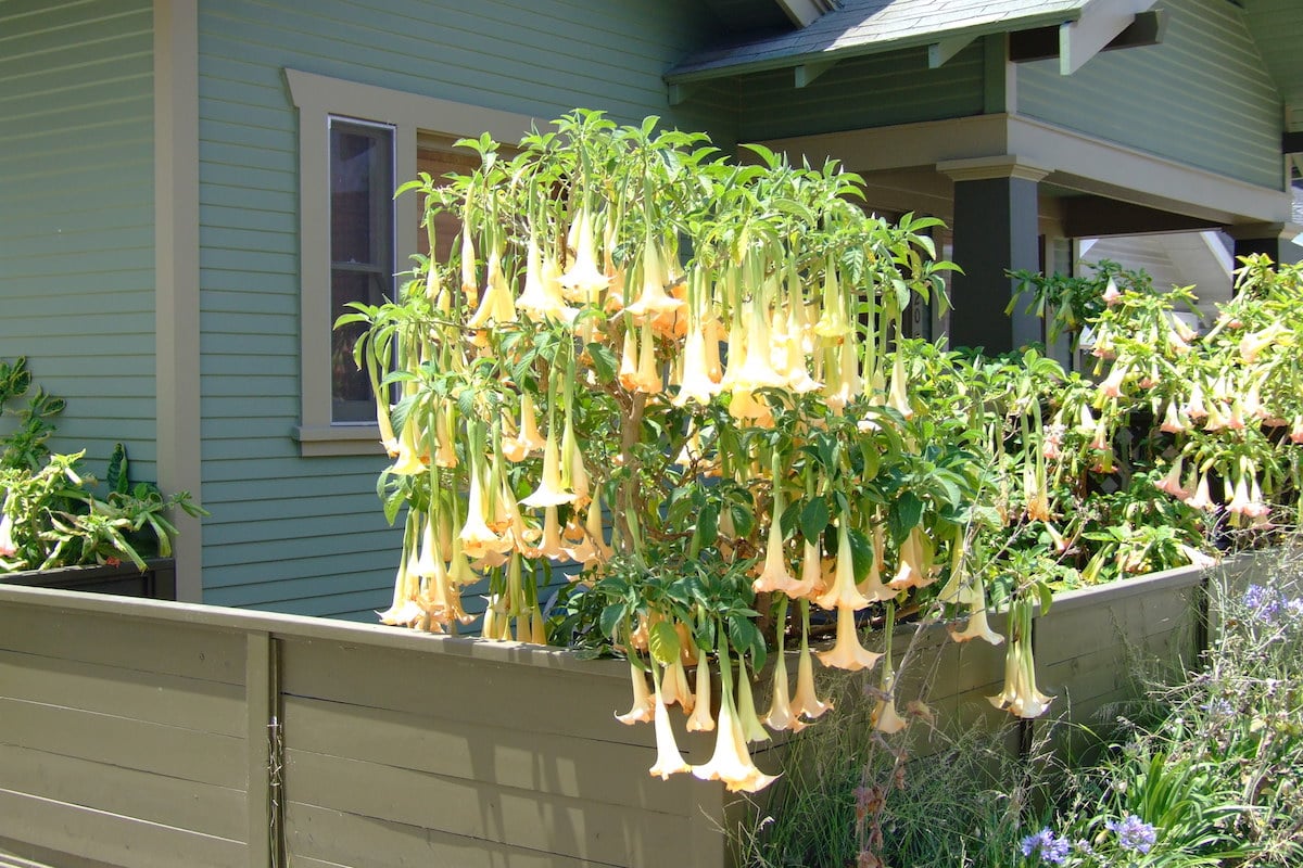 Datura Candida