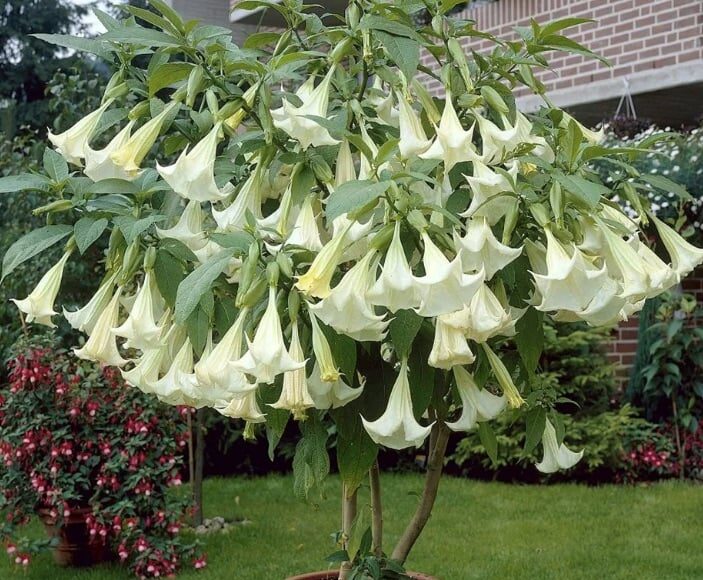 Datura brugmansia