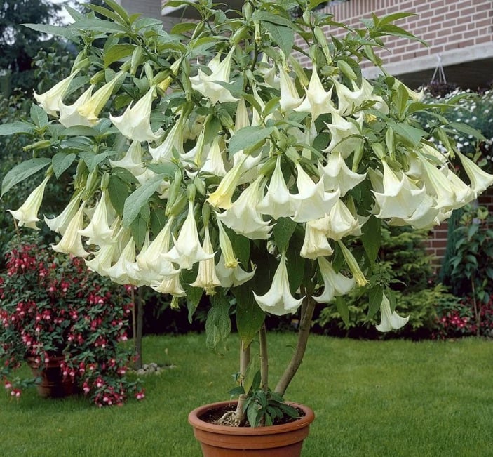 Datura brugmansia
