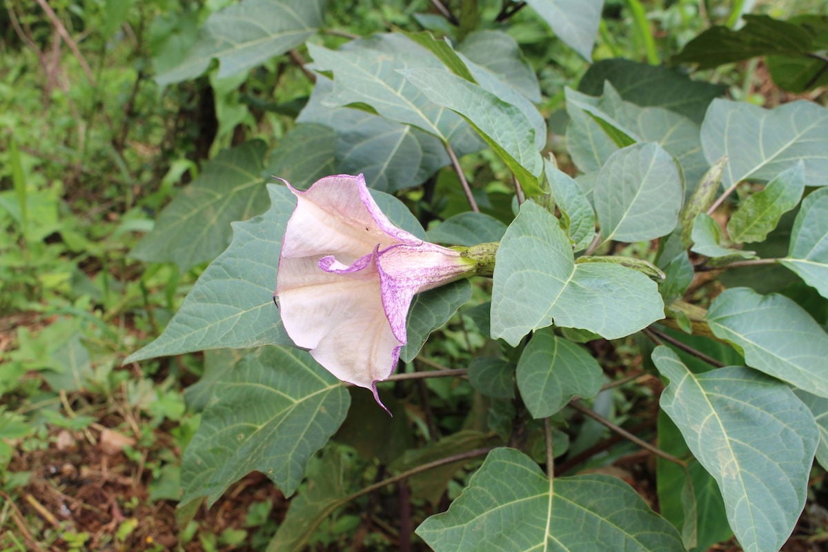 Datura metel v.Flore Pleno
